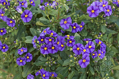 SOLANUM_RANTONNETII_BLUE_FOUNTAIN