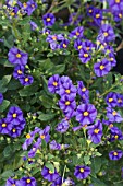 SOLANUM RANTONNETII BLUE FOUNTAIN