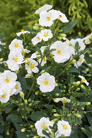 SOLANUM_RANTONNETII_WHITE_CHARLES