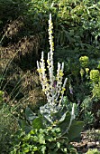 VERBASCUM BOMBYCIFERUM & STIPA GIGANTIA