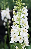 VERBASCUM FLUSH OF WHITE