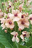 VERBASCUM JACKIE