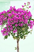 BOUGAINVILLEA GLABRA ELIZABETH ANGUS