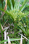 CYPERUS ALTERNIFOLIUS