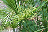 CYPERUS ALTERNIFOLIUS