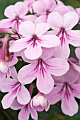 STREPTOCARPUS LAURA