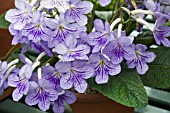 STREPTOCARPUS BETHAN