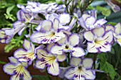 STREPTOCARPUS SEREN