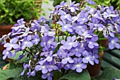 STREPTOCARPUS FALLING STARS