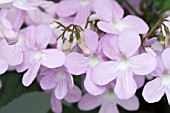 STREPTOCARPUS GLORIA