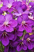 STREPTOCARPUS AMANDA