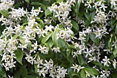 TRACHELOSPERMUM JASMINOIDES