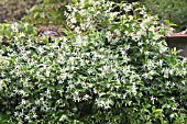 TRACHELOSPERMUM JASMINOIDES