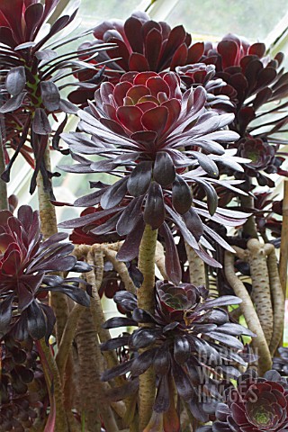 AEONIUM_ARBOREUM_ZWARTKOP