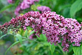 BUDDLEJA DAVIDII ILE DE FRANCE