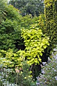 CATALPA BIGNONOIDES AUREA, SAMBUCUS NIGRA AUREA & TAXUS FASTIGIATA AUREA