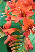 CROCOSMIA MASONORUM