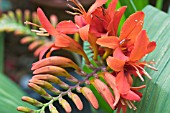 CROCOSMIA MASONORUM