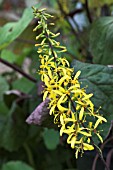 LIGULARIA STENOCEPHALA