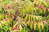 RHUS TYPHINA LACINIATA BRIGHT EYES