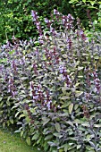 SALVIA OFFICINALIS, PURPUREA