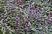 SALVIA OFFICINALIS, PURPUREA