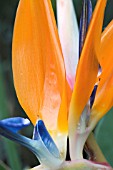 STRELITZIA REGINAE