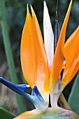 STRELITZIA REGINAE