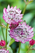 ASTRANTIA ROSENSINPHONIE