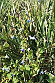 BORAGO PYGMEA