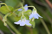 BORAGO PYGMEA