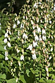 CAMPANULA ALLIARIFOLIA