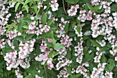 DEUTZIA SCABRA PLENA