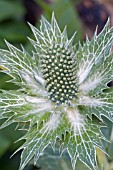 ERYNGIUM GIGANTEUM (MISS WILLMOTTS GHOST)