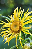 INULA RACEMOSA