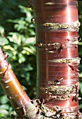 PRUNUS SERRULA