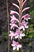 WATSONIA BORBONICA