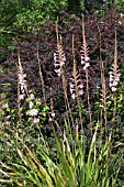 WATSONIA BORBONICA