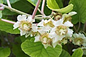 ACTINIDIA DELICIOSA HAYWARD (FEMALE, FLOWERING)