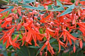 BEGONIA FIREWORKS