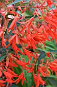 BEGONIA FIREWORKS