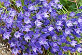 BRODIAEA CORONARIA