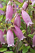 CAMPANULA PUNCTATA F RUBRIFLORA