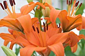 LILIUM BEATRIX