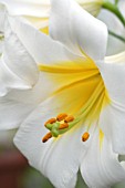 LILIUM REGALE ALBUM