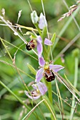 OPHRYS APIFERA, BEE ORCHID