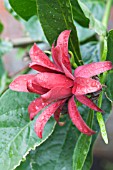 CALYCANTHUS FLORIDUS