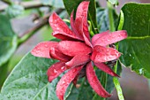 CALYCANTHUS FLORIDUS