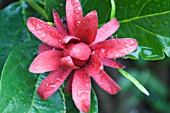 CALYCANTHUS FLORIDUS