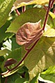 ACTINIDIA CHINENSIS HAAS, FOLIAGE